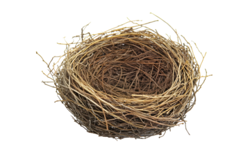 Isolated birds nest on dark background representing new beginnings nature