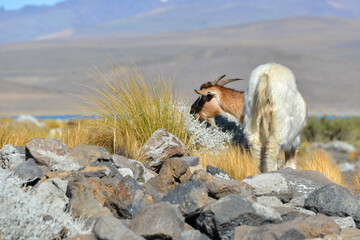 goat feeding on shrubs at laguna blanca national park, patagonia, argentina