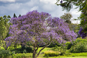 Flowering jacaranda tree in upcountry Maui.
