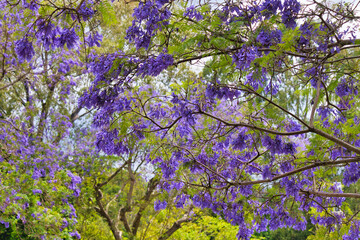 Close up view of a jacaranda in bloom in upcountry Maui.