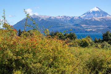 rose hips with volcano lanin, lanin national park, patagonia, argentina