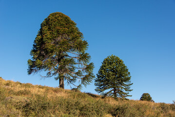 Araucaria araucana trees at lanin national park, patagonia, argentina