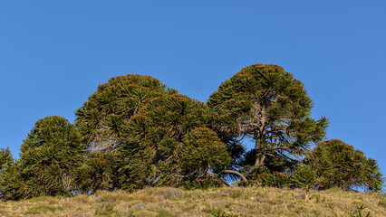 Araucaria araucana trees at lanin national park, patagonia, argentina