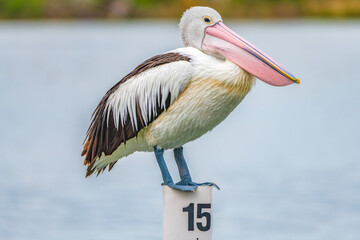 Australian Pelican perching on a boat mooring at Mallacoota Inlet