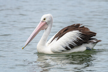 Australian Pelican cruising at Mallacoota Inlet