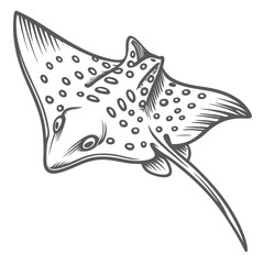 Spotted Eagle Ray Illustration, Aetobatus Narinari