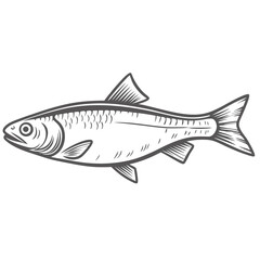 Atlantic Herring Fish Illustration, Clupea Harengus