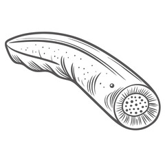 Lamprey Sea Petromyzon Marinus Line Art Illustration