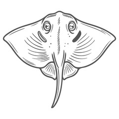 Common Skate Line Art Illustration