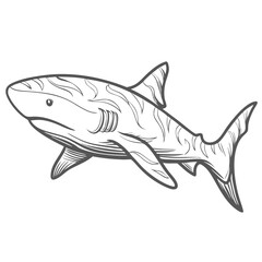 Tiger Shark Line Art Illustration Vector