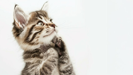 Fototapeta premium cat-meme_164