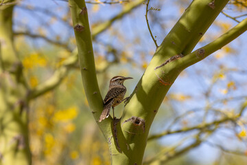 A cactus wren rests in the branches of a yellow palo verde tree in the Sonoran Desert near Tucson Arizona