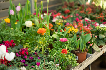 Ranunculus asiatica displayed on shelf in pot in flower shop