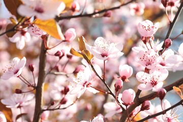 Beautiful blossoming cherry plum tree with pink flowers outdoors, closeup