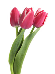 Three beautiful pink tulips isolated on white