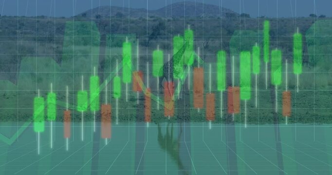 Giraffe bending neck and drinking water while chart bars scrolling over savannah in flat design