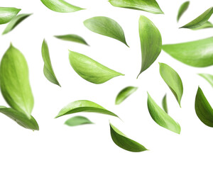 Many fresh green leaves flying on white background