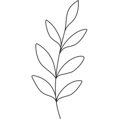 delicate botanical line art