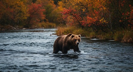 A mother bear fishing for salmon in a fast-flowing river in Alaska during autumn.