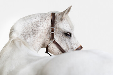 Grey white horse looking over its back wearing brown halter fine art portrait on white background