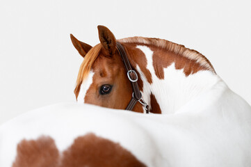 Portrait of a paint chestnut and white horse looking over its back on a white background, in fine...