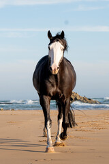 Black and white horse running free on the beach with rocky backdrop