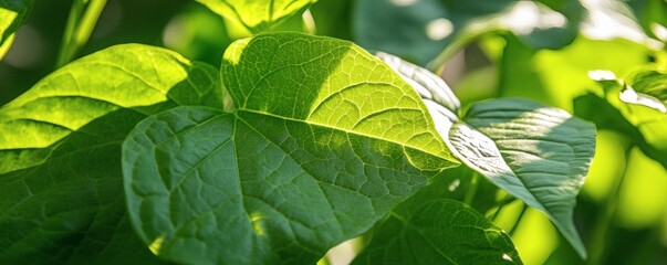 Close-up view of vibrant green bean leaves.