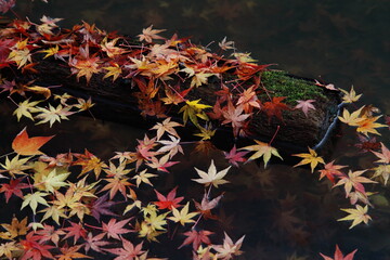 池に浮かぶ紅葉