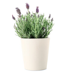 Pot with lavender on white background