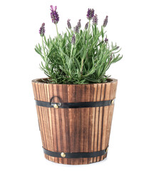 Pot with lavender on white background