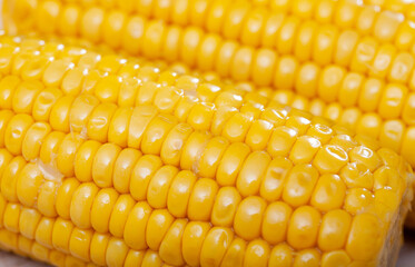 Closeup view of freshly cooked corncobs. Golden textured background..