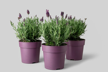 Pots with lavender on white background