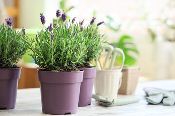 Lavender flowers with gardening tools on table in room, closeup