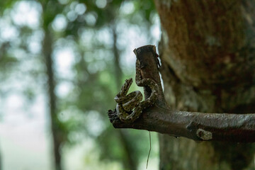 Eyeslash Pitviper, Vibora Bocaraca. Serpiente venenosa  