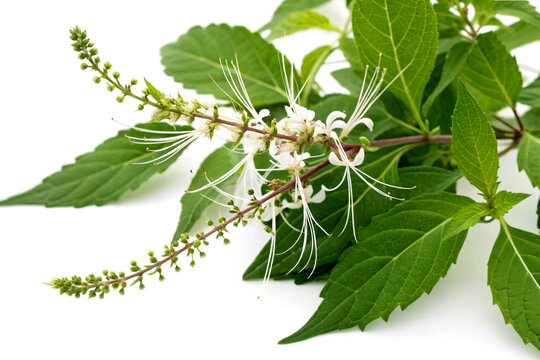 Java Tea Plant Leaves and Flowers Isolated on White Background