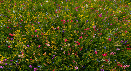 Colorful Wildflower Meadow Blooming in Summer Sunshine for Natural Beauty