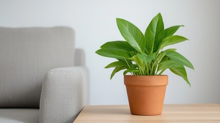 Obraz premium Potted plant on a light wooden table next to a light gray couch