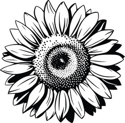 Black and white bold vector of a sunflower, isolated on white background.