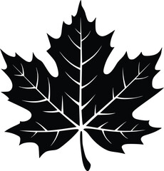 Black and white bold vector of a maple leaf, isolated on white background.