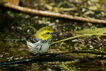 Black-throated green warbler, setophaga virens, posing after an afternoon bath on South Padre Island, TX.