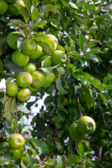 Bio organic green apples growing on branches of apple tree in garden