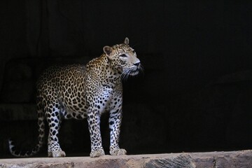 a leopard stands in the dark and looks around