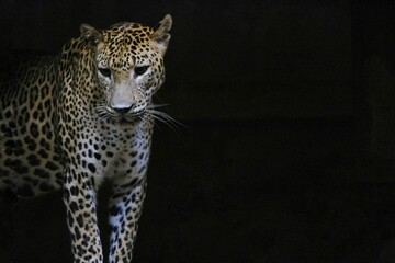 a leopard stands in the dark and looks around