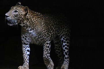 a leopard stands in the dark and looks around