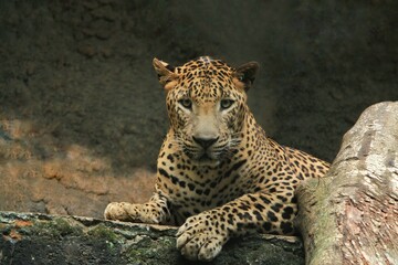 a leopard sitting looking forward