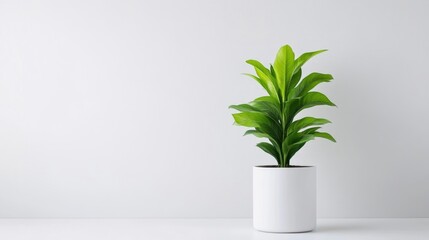 A green potted plant sitting on a white shelf against a minimalist light gray wall, and showcasing simplicity and modern interior design.