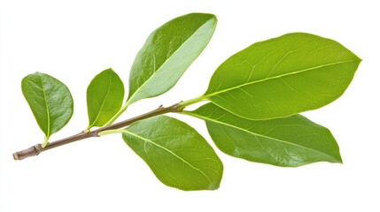 Fototapeta premium close-up shot capturing the intricate venation and vibrant green hues of bay laurel leaves attached to a slender brown stem against a pristine white backdrop