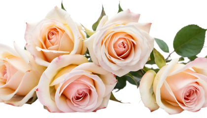 Delicate watercolor roses,aesthetic, delicate, romantic, rose, soft, arrangement, beauty, celebration, design, floral, flower, nature, background, bloom, blossom, spring, summer, artistic, artwork, 