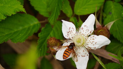 Eristalis tenax Hoverfly on Wild Blackberry (Rubus fruticosus) Blossom in Natural Habitat