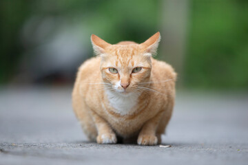 Cute cat lying on the ground in the garden, stock photo